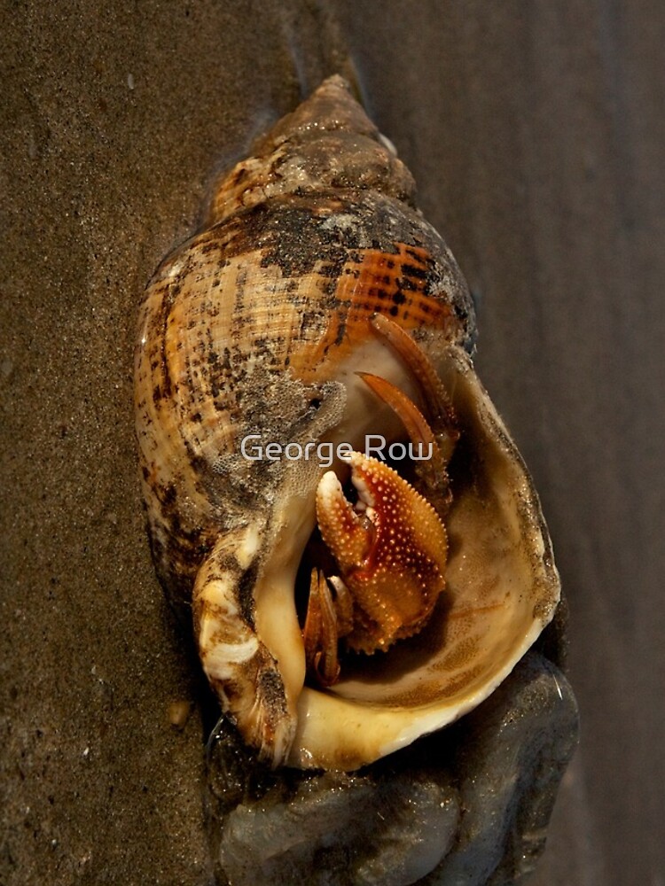 Hermit Crab on Fahan Beach by VeryIreland