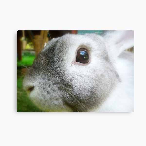 House Bunny Wall Art Redbubble - rabbit simulator new roblox cute and funny animals