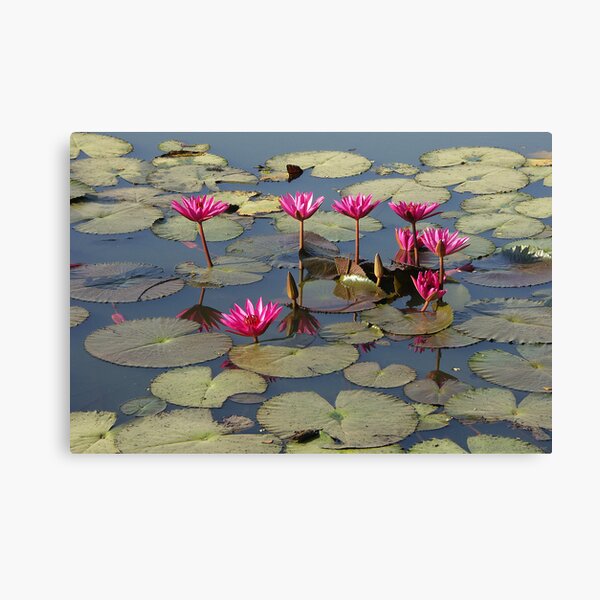 Pink Lotus Impression sur toile