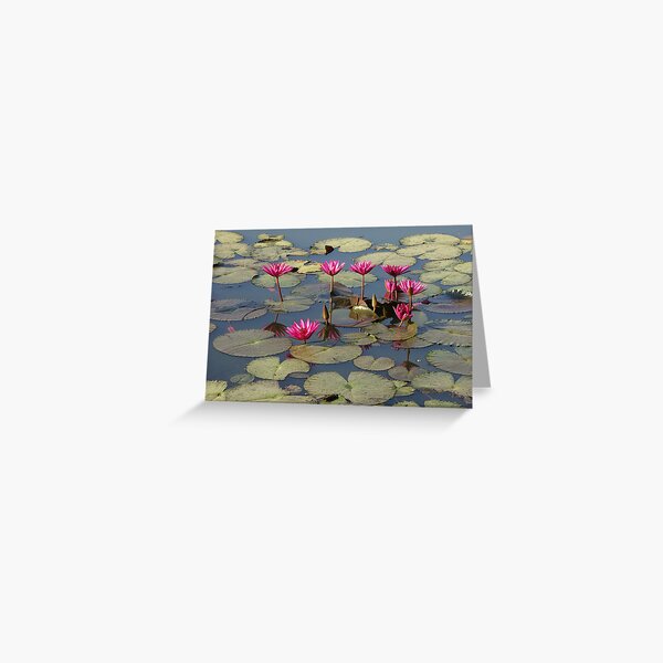 Pink Lotus Carte de vœux