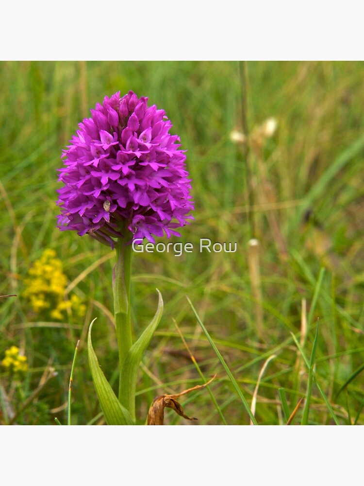 Pyramidal Orchid, Inishmore, Aran Islands by VeryIreland
