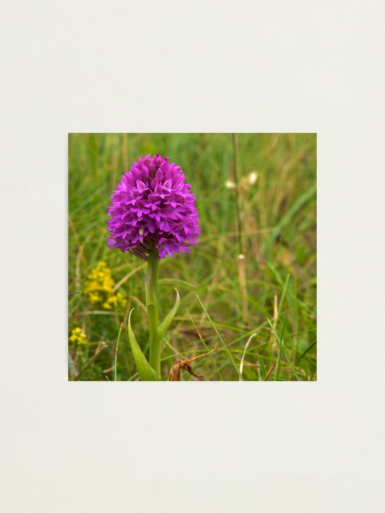 Alternate view of Pyramidal Orchid, Inishmore, Aran Islands Photographic Print