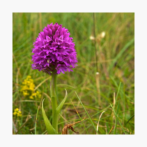 Pyramidal Orchid, Inishmore, Aran Islands Photographic Print