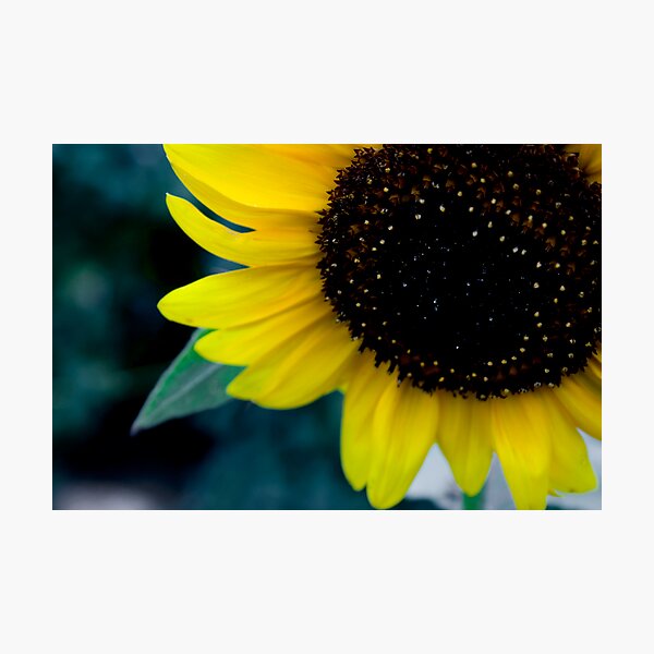 Zen Photographic Print