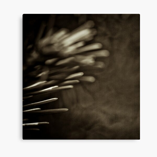 Pointedly Canvas Print