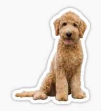 Goldendoodle Sticker