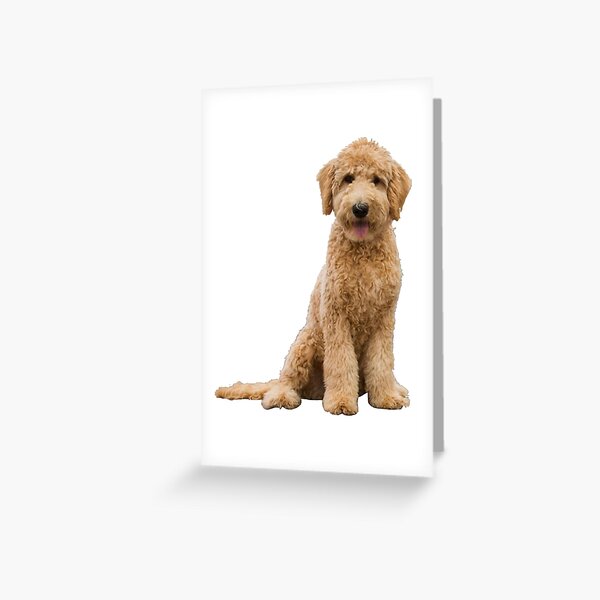 Goldendoodle Greeting Card