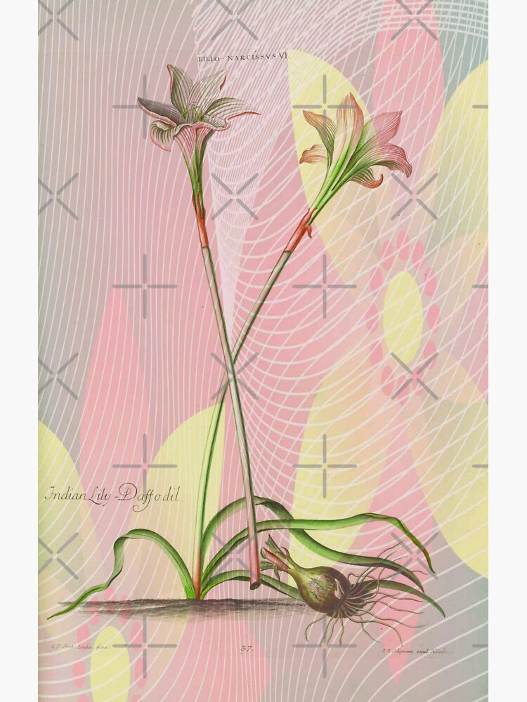 Botanical Print-Indian Lily Daffodil by Matlgirl