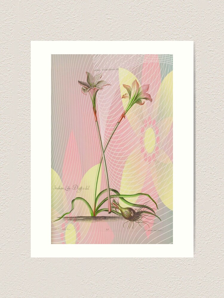 Alternate view of Botanical Print-Indian Lily Daffodil Art Print
