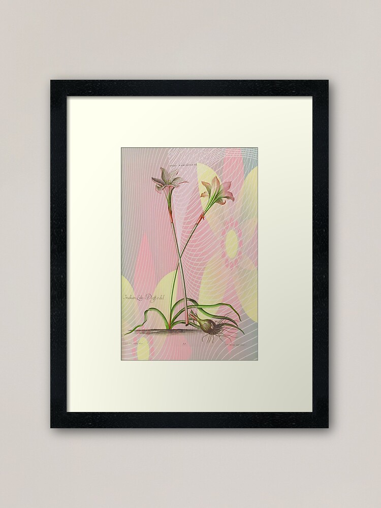 Alternate view of Botanical Print-Indian Lily Daffodil Framed Art Print