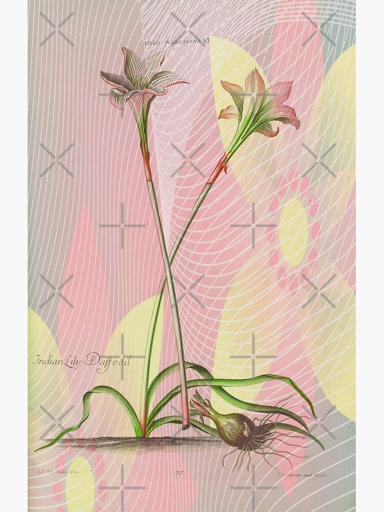 Botanical Print-Indian Lily Daffodil by Matlgirl