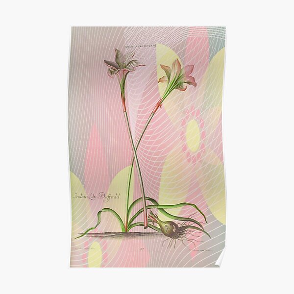 Botanical Print-Indian Lily Daffodil Poster