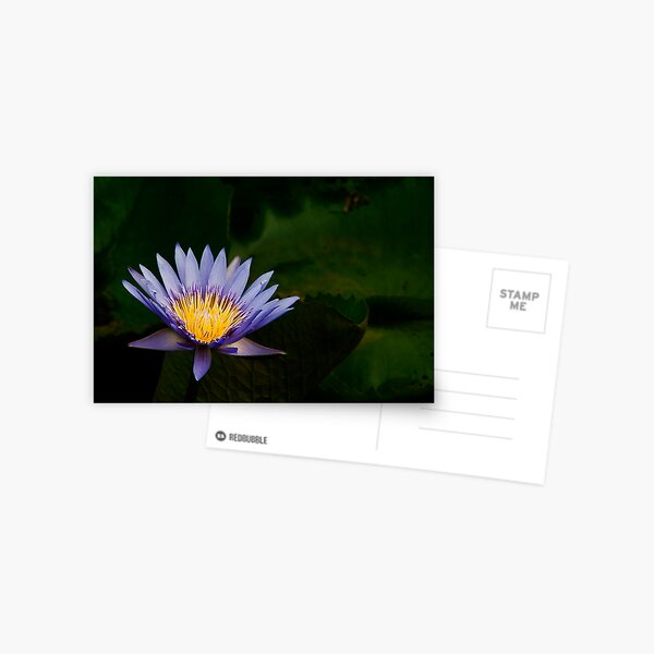 Flamboyant (Part Two) Postcard