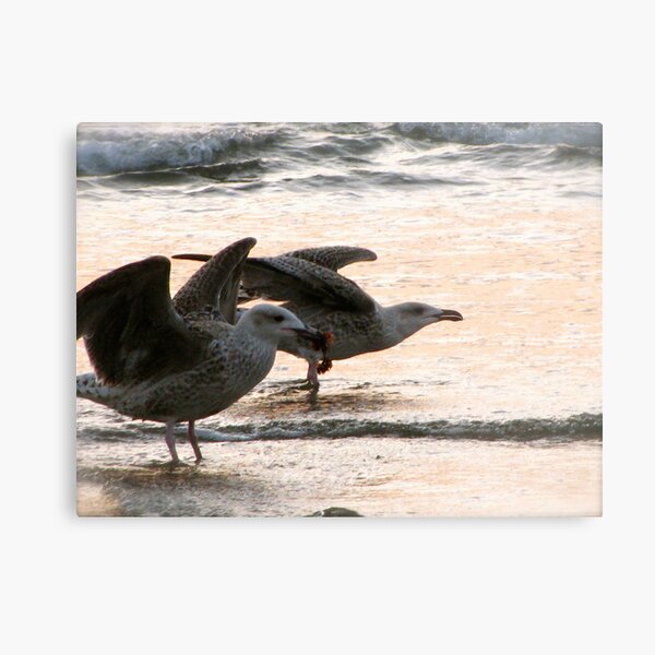 Chocks Away Algernon! Metal Print