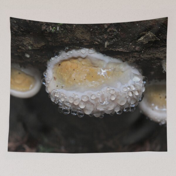 Item preview, Red-banded Polypore I designed and sold by cuprum.