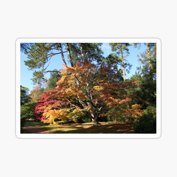 Autumn Beauty in Westonbirt. Sticker