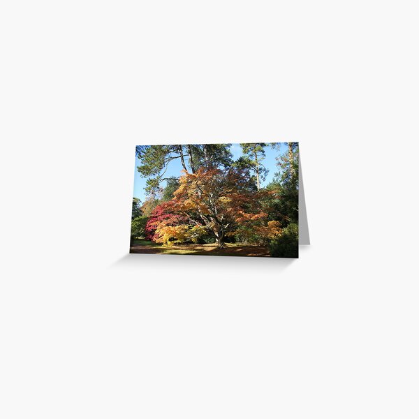 Autumn Beauty in Westonbirt. Greeting Card