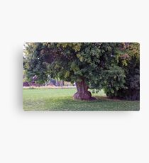 Firmly Planted Canvas Print