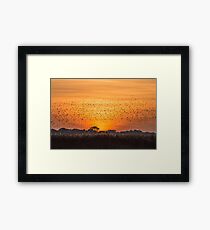 Dance : Starlings Framed Print