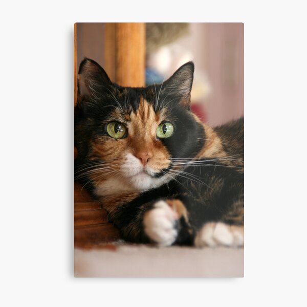 My parents kitty Metal Print