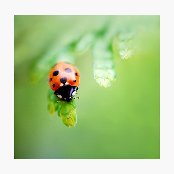 The road to success is dotted with many tempting parking places... Photographic Print