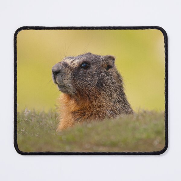 Item preview, sunning marmot designed and sold by Rodney55.