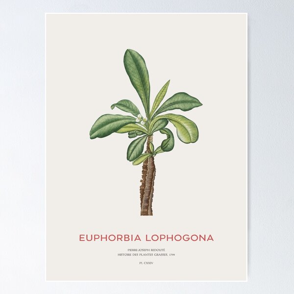 Item preview, Randramboay or Euphorbia Lophogona designed and sold by Vintagrafica.