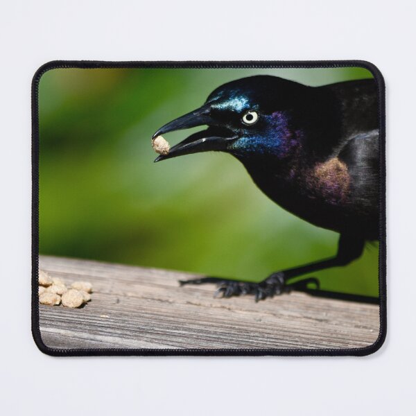 Item preview, Snack for a Grackle designed and sold by richardbryce.