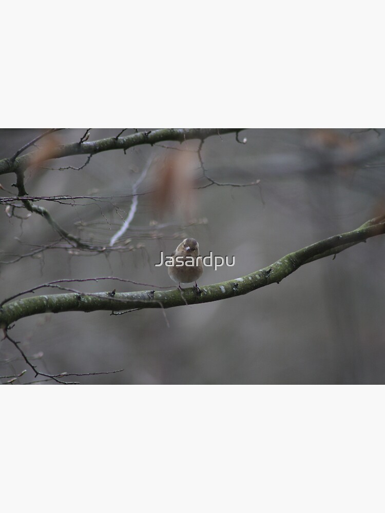 Grey in grey by Jasardpu