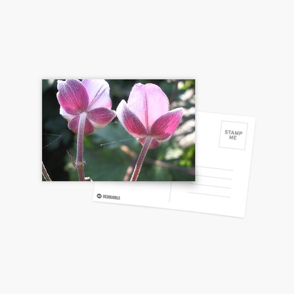 Japanese anemone Postcard