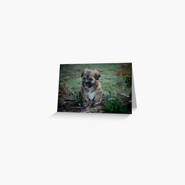 Watching Greeting Card