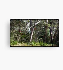 Gymea Lily Canvas Print