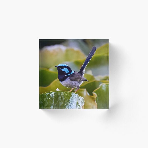 Superb Fairy-wren Acrylic Block
