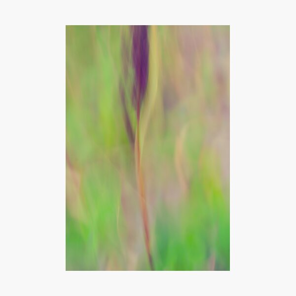 l'épi Photographic Print