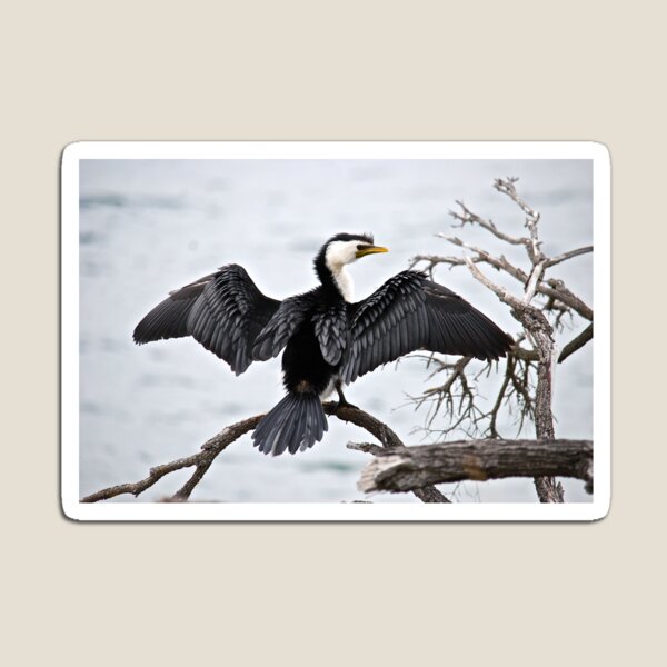 Little Pied Cormorant Magnet