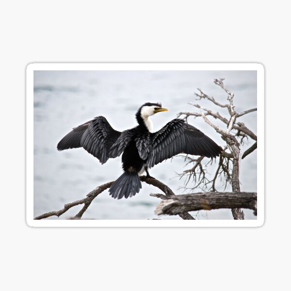Little Pied Cormorant Sticker