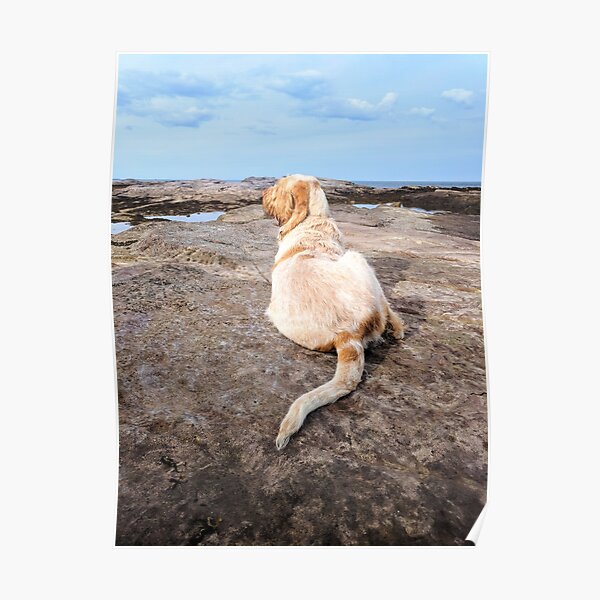 I Am Lying Upon The Seashore Spinone Poster