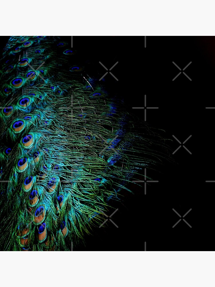 Peacock Feather by by-jwp