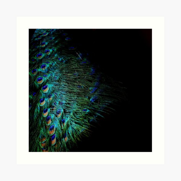 Peacock Feather Art Print