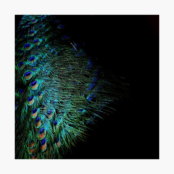 Item preview, Peacock feathers on a black background designed and sold by by-jwp.