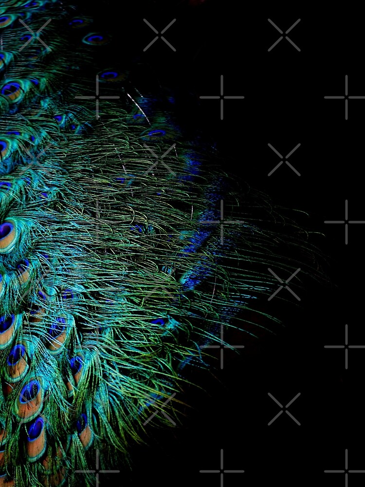 Peacock Feather by by-jwp