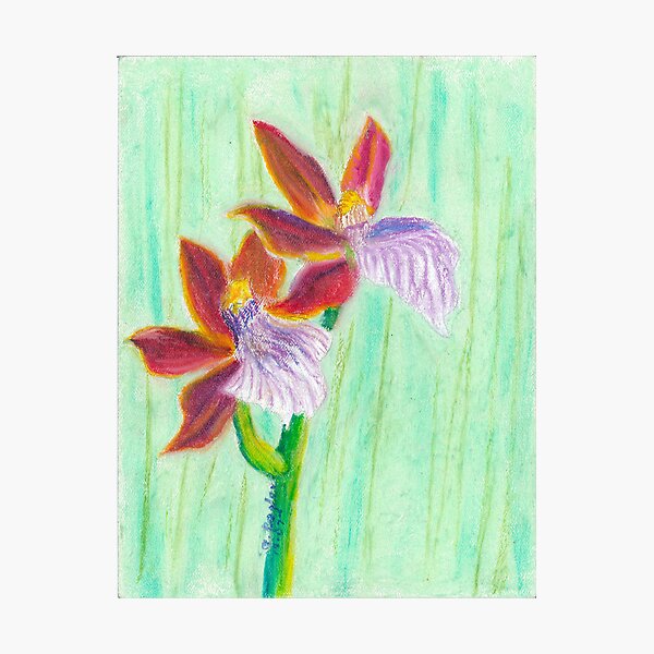 oncidium orchids Photographic Print