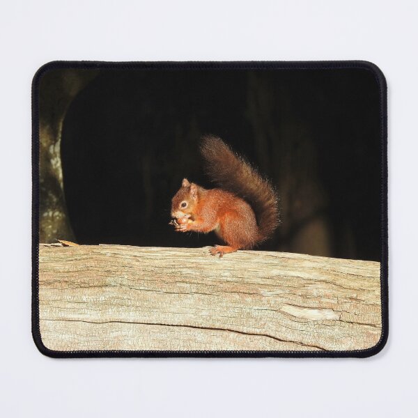 Item preview, Red Squirrel eating chestnut on fallen tree trunk designed and sold by TwistedClassics.