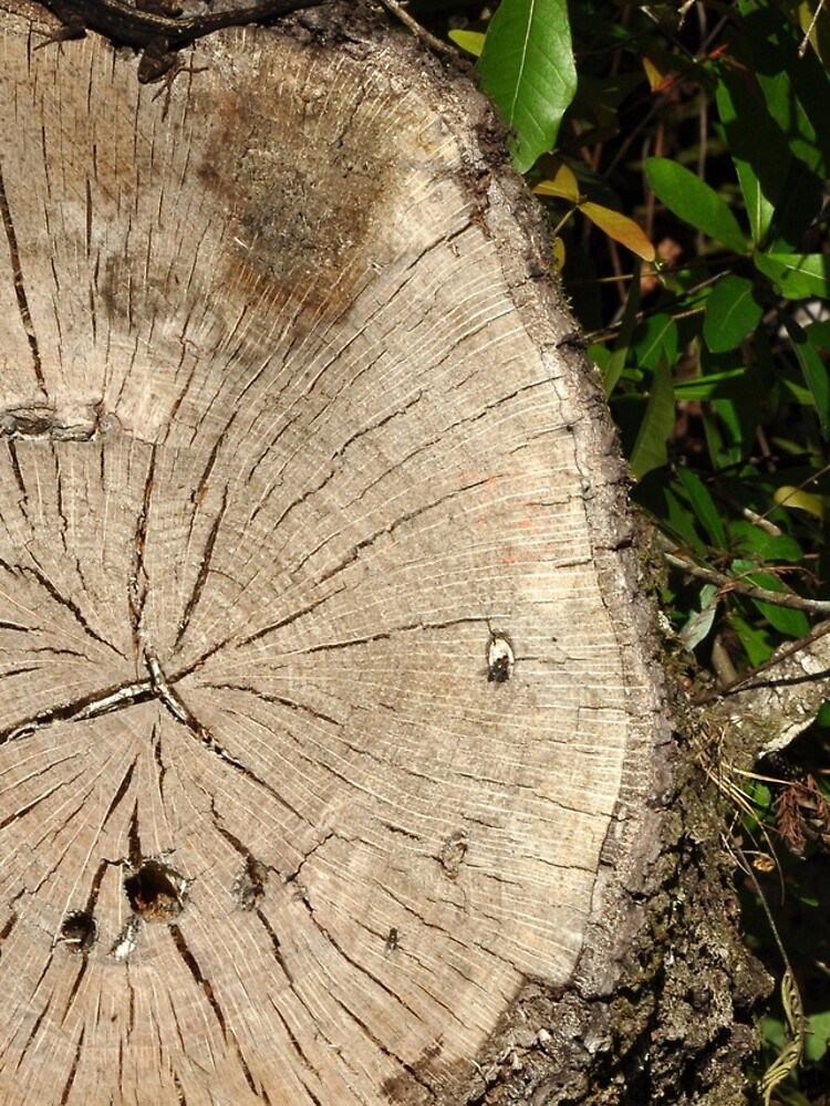 Thumbnail 5 of 5, iPhone Case, Tree Rings designed and sold by j01756.