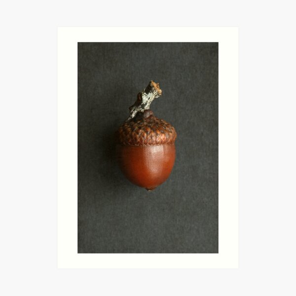 Brown Acorn Art Print