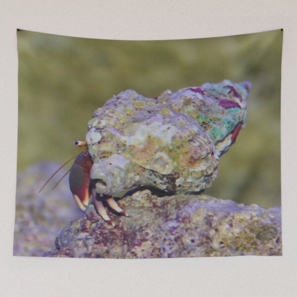 Item preview, Hermit Crab in his Shell designed and sold by AnnDixon.