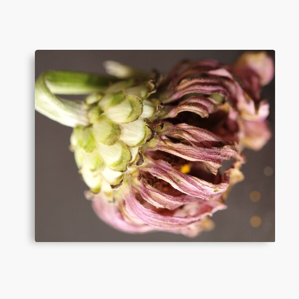 DyING Canvas Print