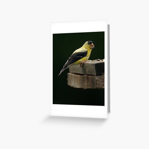 Gold Finch 2 Greeting Card