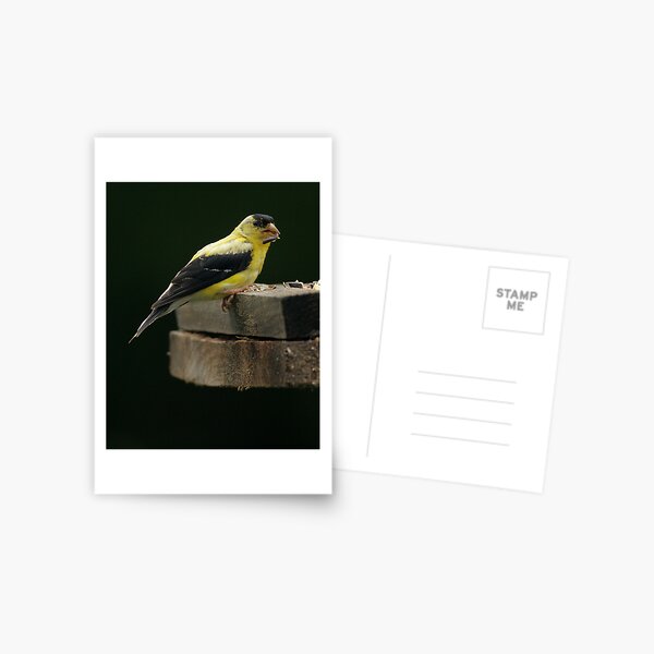 Gold Finch 2 Postcard