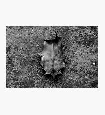 Fallen Photographic Print
